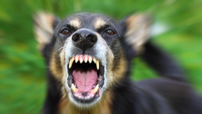 Barking enraged shepherd dog outdoors. Blurred effect is made for reason.