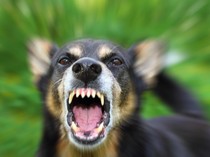 Bocah di Manggarai NTT Kembali Digigit Anjing Rabies