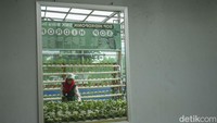 Bukan hanya mesin, sekolah ini nampak dilengkapi dengan tanaman hidroponik.  