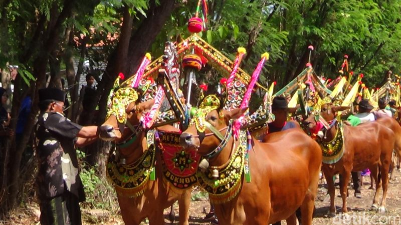 Karapan sapi betina di Pulau Gili Raja Sumenep