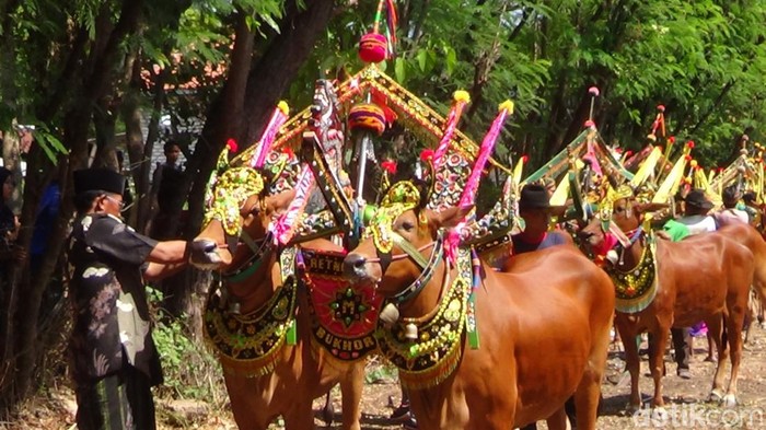 Karapan sapi betina di Pulau Gili Raja Sumenep