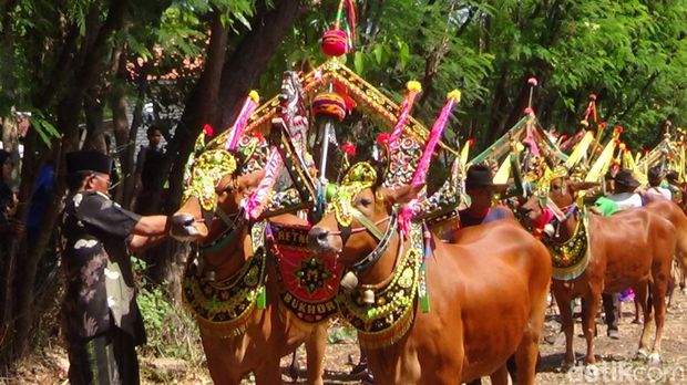 Karapan sapi betina di Pulau Gili Raja Sumenep
