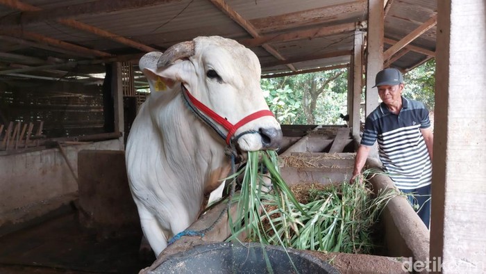 Kasno dan sapi PO miliknya yang batal dibeli Presiden Jokowi, Selasa (20/6/2023).