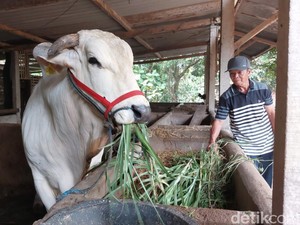 Batal Dibeli Jokowi, Kasno Minta Ganti Rugi Sapinya Cacat gegara Diperiksa