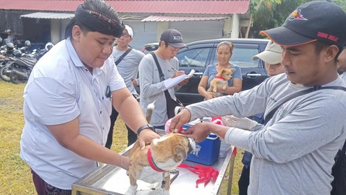 Kasus gigitan anjing di Karangasem mencapai 539 pada Januari hingga pertengahan Juni 2023. Di antaranya 56 kasus gigitan anjing positif rabies.