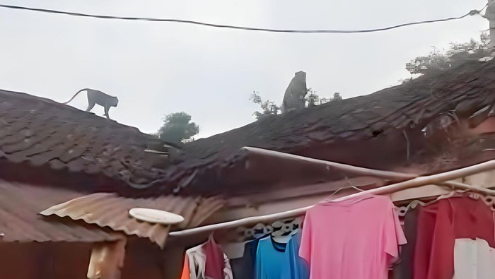 Monyet ekor panjang berkeliaran dan mencuri telur milik warga di Ponorogo