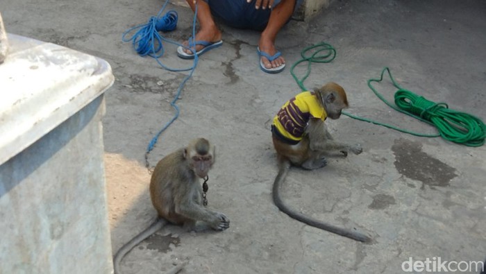 Pelaku Topeng Monyet yang ditemui petugas Pemkot Surabaya usai peristiwa monyet serang 2 anak di TL Jagir, Surabaya.