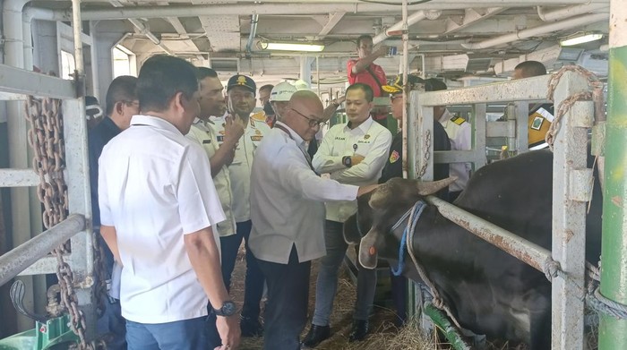 Kementerian Perhubungan dan sejumlah stakeholder saat mengecek kelengkapan Kapal Cemara Nusantara 1 dan ternak sapi yang dimuat.