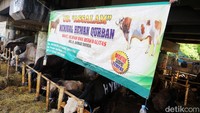 Pedagang mulai menjual hewan kurban sejak H-20 Idul Adha.