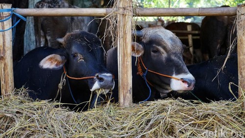 Kolong Tol Wiyoto Wiyono, Jakarta Utara, dijadikan sebagai lapak penjualan hewan kurban. Lapak itu selalu ramai oleh anak-anak yang ingin menonton hewan kurban.