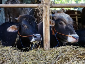 Pemprov DKI Imbau Penyaluran Daging Kurban Pakai Wadah Keranjang Bambu