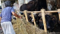 Sapi yang paling murah di kisaran Rp 20 juta.
