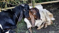 Harga kambing yang dijual paling mahal yakni kisaran Rp 6 juta dengan berat 60 kg