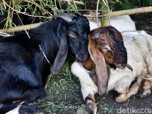 Mau Beli Sapi-Kambing buat Kurban saat Idul Adha? Cek Dulu Kisaran Harganya