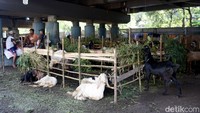 Kambing termurah dijual di kisaran Rp 3 juta dengan berat 25 kg.  