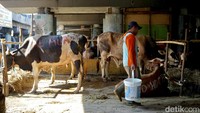 Hewan-hewan kurban itu tetap diberi makan dan minum selama proses penjualan hingga Idul Adha nanti.