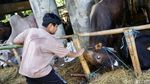 Lokasi Penjualan Hewan Kurban Jadi Wisata Dadakan Bocil