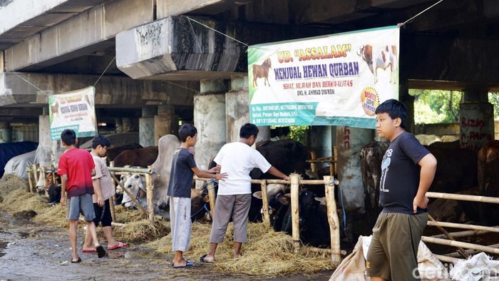 Kolong Tol Wiyoto Wiyono, Jakarta Utara, dijadikan sebagai lapak penjualan hewan kurban. Lapak itu selalu ramai oleh anak-anak yang ingin menonton hewan kurban.