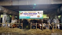 Menjelang Idul Adha, pedagang hewan kurban mulai menjamur. Salah satu lokasi yang dijadikan lapak dadakan berada di kolong Tol Wiyoto Wiyono, Jakarta Utara, Selasa (20/6/2023).