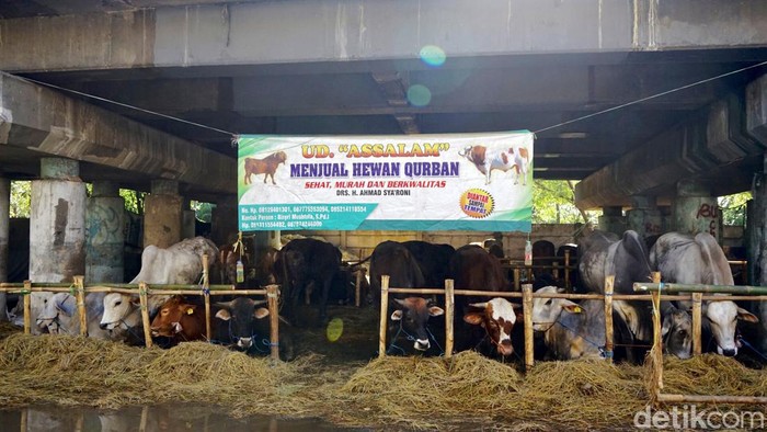 Penjualan Hewan Kurban Jadi Tempat 'Wisata' Dadakan Bocil Kolong Tol Wiyoto Wiyono, Jakarta Utara, dijadikan sebagai lapak penjualan hewan kurban. Lapak itu selalu ramai oleh anak-anak yang ingin menonton hewan kurban.