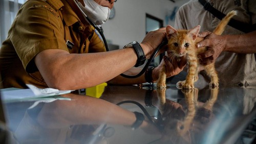 Waspadai penyakit rabies, Dinas Ketahanan Pangan dan Pertanian (DKPP) Kota Bandung melakukan vaksinasi pada seluruh hewan yang berpotensi.