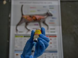 Teror Anjing Gila, Stok Vaksin Anti-Rabies Dinkes Bangli 2.300 Vial