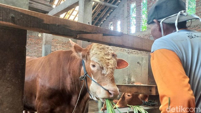 Peternak di Karanganyar senang sapinya dibeli Presiden Jokowi. Sapi seberat 620 kg ini bakal diantar ke Masjid Kauman Solo.