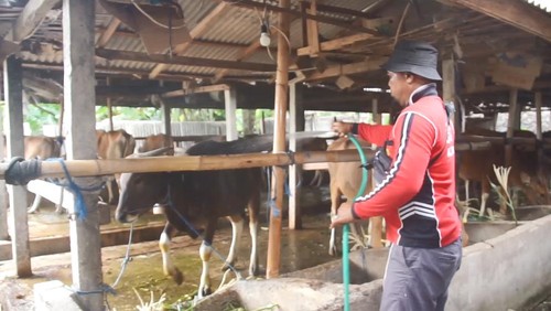 Peternak sapi di Desa Tangkas, Klungkung, memandikan sapi yang siap dijual untuk Idul Adha, Selasa (20/6/2023).