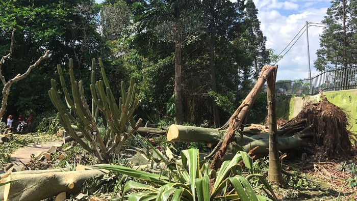 Pohon tumbang di Kebun Raya Bogor