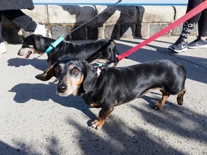 Ribuan Anjing Sosis Pecahkan Rekor Dunia Jalan Bersama di Australia