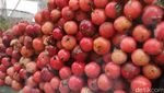 Antre 4 Jam! Rujak Viral Pakai Lobi-lobi dan Markisa Kampung