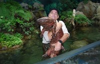 salamander raksasa
