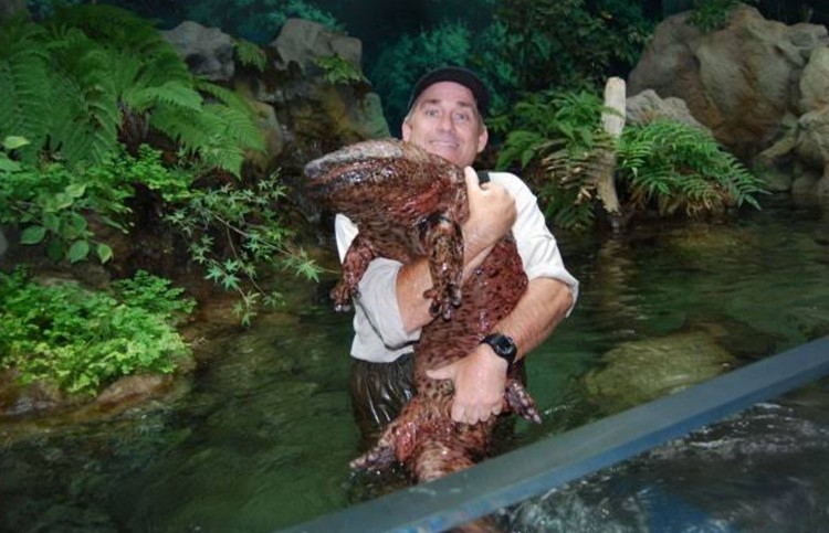 salamander raksasa