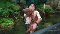 Meski mirip, ketiga jenis ini memiliki perbedaan dalam warna tubuh. Japanese giant salamander memiliki warna paling gelap dibandingkan yang lainnya yaitu hitam. Chinese salamander berwarna abu-abu kecoklatan, sedangkan Hellbender memiliki tubuh berwarna cokelat kemerahan. Foto: ZSL.org