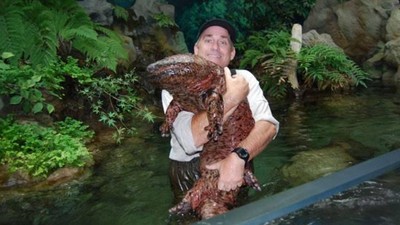 Mengenal Salamander Raksasa, Amfibi Terbesar Dunia Seangkatan Dinosaurus