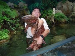 Mengenal Salamander Raksasa, Amfibi Terbesar Dunia Seangkatan Dinosaurus