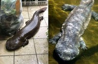 salamander raksasa