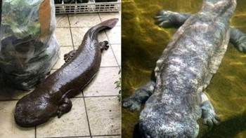 Ada tiga jenis salamander raksasa, yakni Japanese giant salamander (Andrias japonicus) dari Jepang, Chinese giant salamander (Andrias davidianus) dari China, dan Hellbender giant salamander (Cryptobranchus alleganiensis) yang berasal dari Amerika. Foto: ZME Science