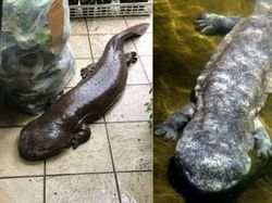Mengenal Salamander Raksasa, Amfibi Terbesar Dunia Seangkatan Dinosaurus