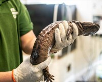 Salamander raksasa