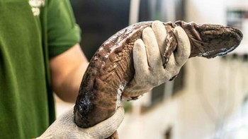 Ketiga jenis salamander raksasa memiliki kemiripan dalam bentuk tubuh, habitat dan juga cara mencari mangsa. Ciri hewan ini antara lain memiliki tubuh dan kepala gepeng, bermata kecil, dan berkulit licin. Foto: ZSL.org