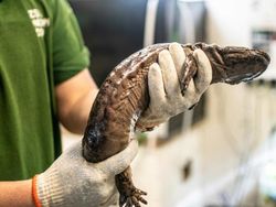 Mengenal Salamander Raksasa, Amfibi Terbesar Dunia Seangkatan Dinosaurus