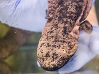 Salamander raksasa