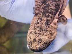 Mengenal Salamander Raksasa, Amfibi Terbesar Dunia Seangkatan Dinosaurus