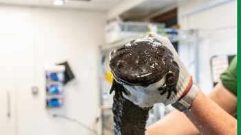 Chinese giant salamander dapat tumbuh hingga mencapai ukuran maksimal sekitar 1,8 meter, sedangkan Japanese giant salamander sedikit lebih kecil yaitu 1,5 meter dengan berat mencapai 23 kg. Hellbender merupakan yang paling kecil di antara trio salamander raksasa ini dengan ukuran maksimal hanya mencapai 70 cm. Foto: ZSL.org
