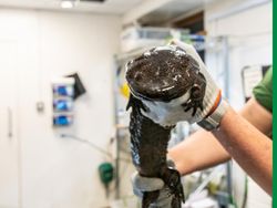 Mengenal Salamander Raksasa, Amfibi Terbesar Dunia Seangkatan Dinosaurus