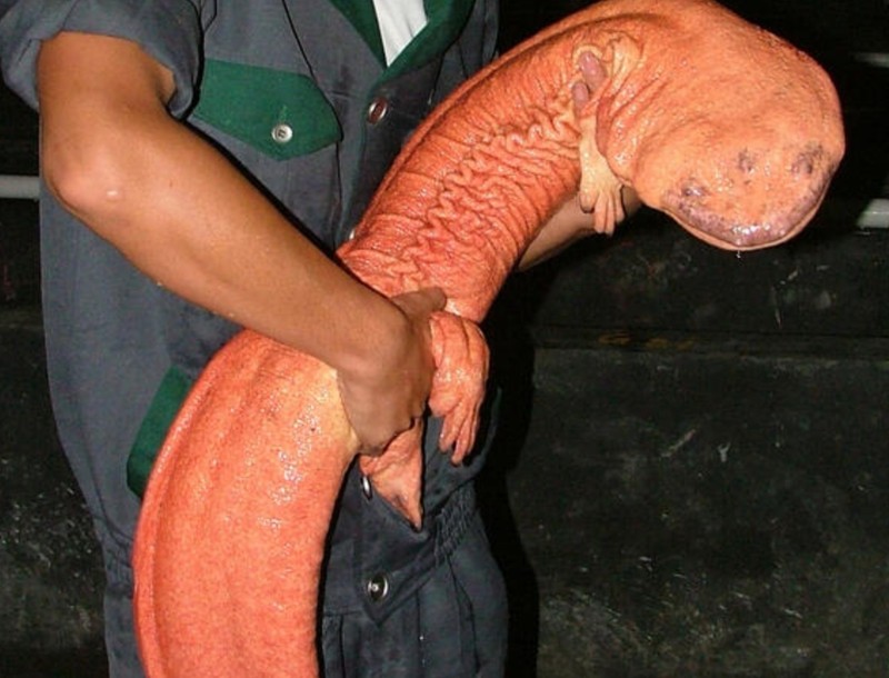 Salamander raksasa