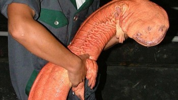 Meski tak diketahui berapa jumlah pasti salamander raksasa yang masih hidup di alam hingga saat ini, ketiganya masuk daftar The International Union for Conservation of Natures (IUCN) Red List dengan status near threatened atau hewan terancam punah. Foto: ZSL.org