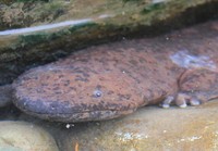 Salamander raksasa