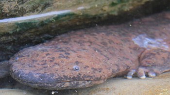 Spesies ini terancam punah karena hilangnya habitat, polusi, dan perburuan, terutama di China. Dalam pengobatan tradisional China, daging hewan ini dianggap lezat dan berkhasiat sehingga terus diburu untuk dikonsumsi. Foto: ZSL.org
